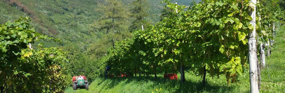 Le Zitelle Di Ron Bed & Breakfast Valdobbiadene Luaran gambar